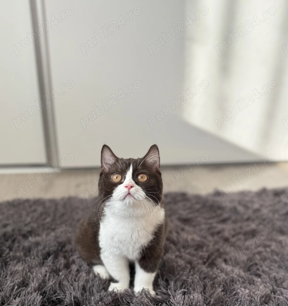 British shorthair chocolate