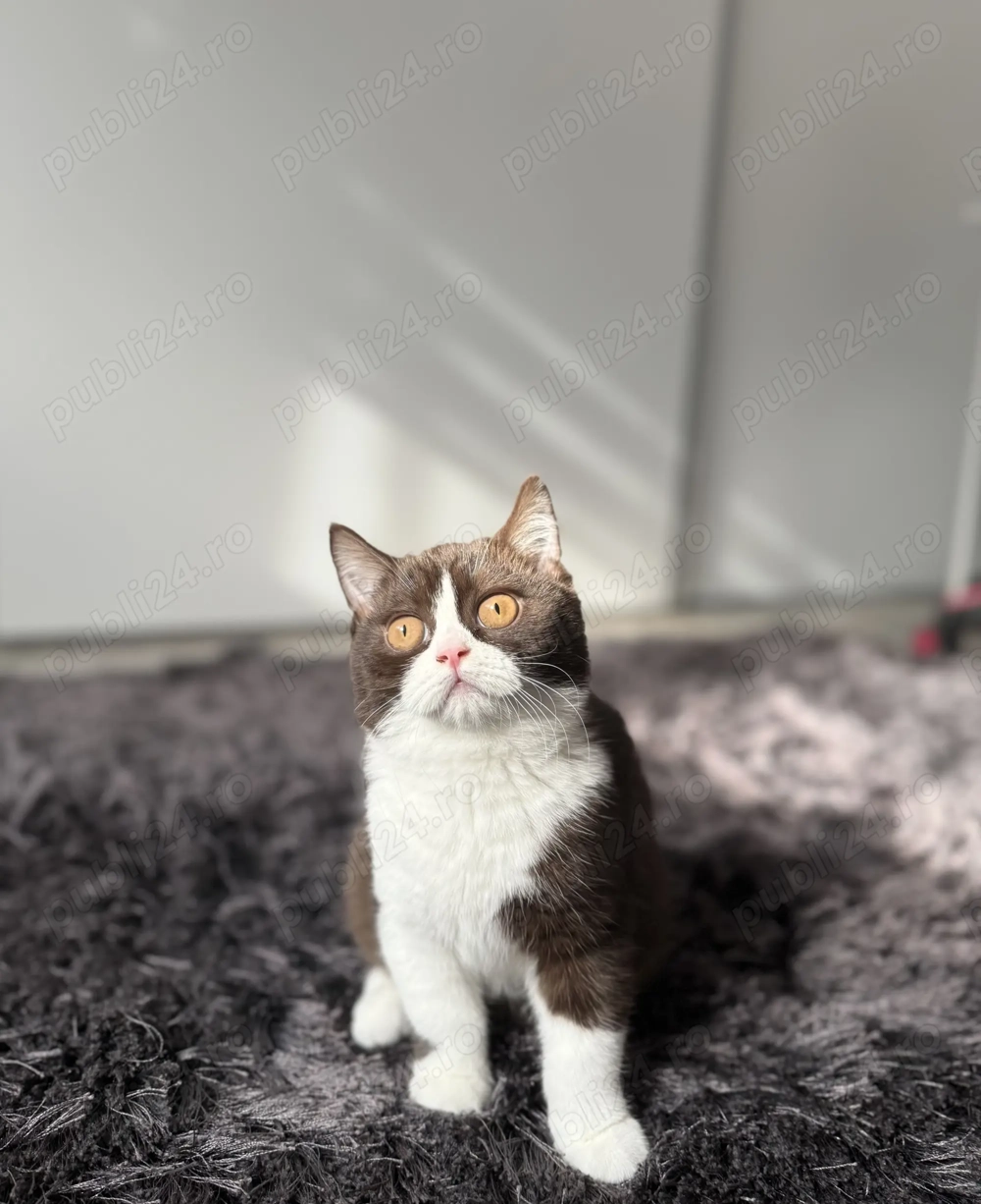 British shorhair chocolate