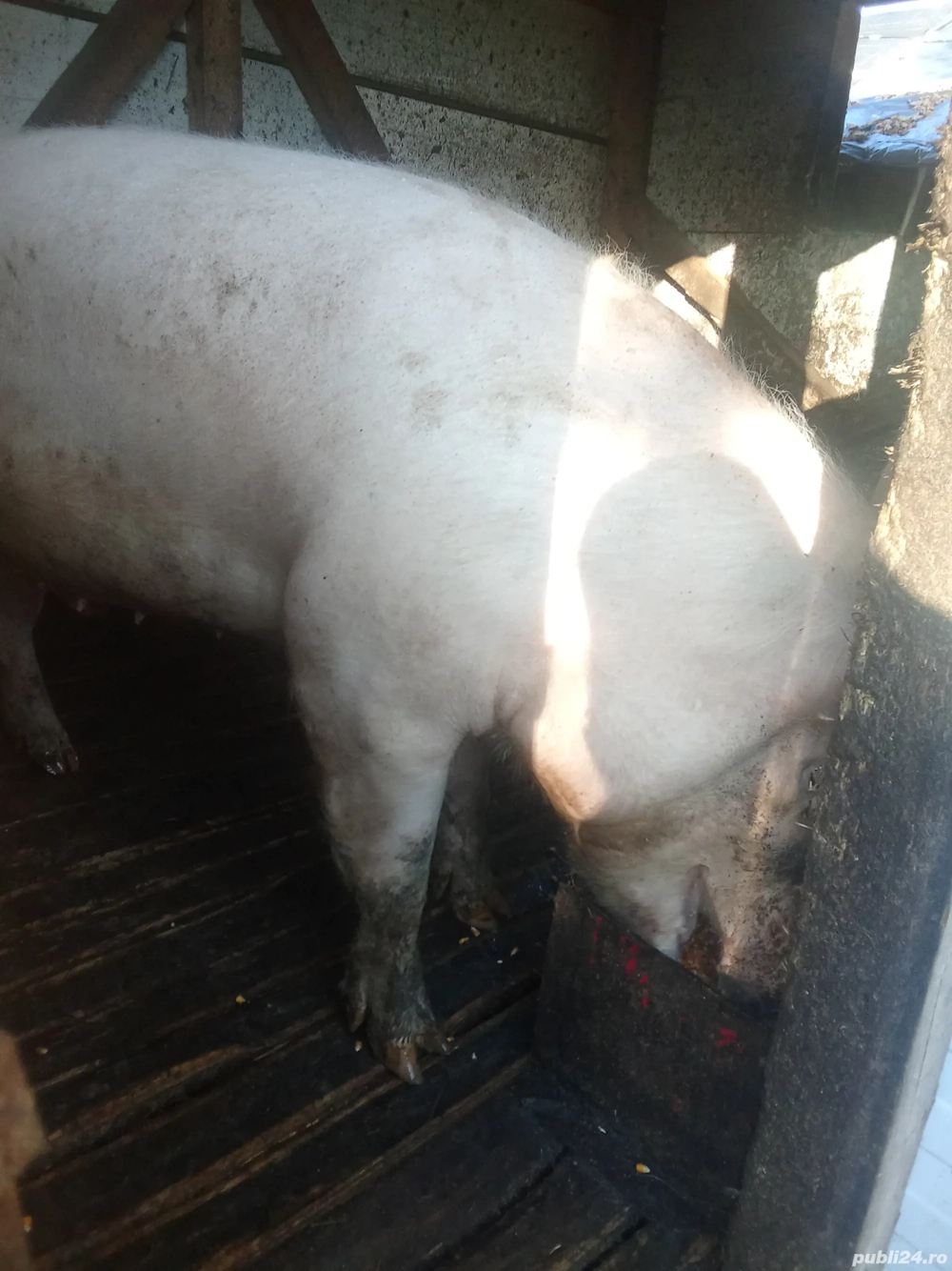 Vand porc 20 kg in viu