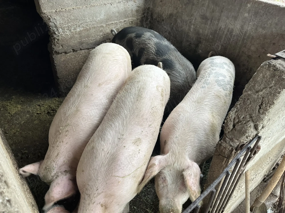 De vânzare porci  grași 