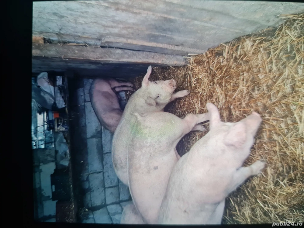 porci de vnzare