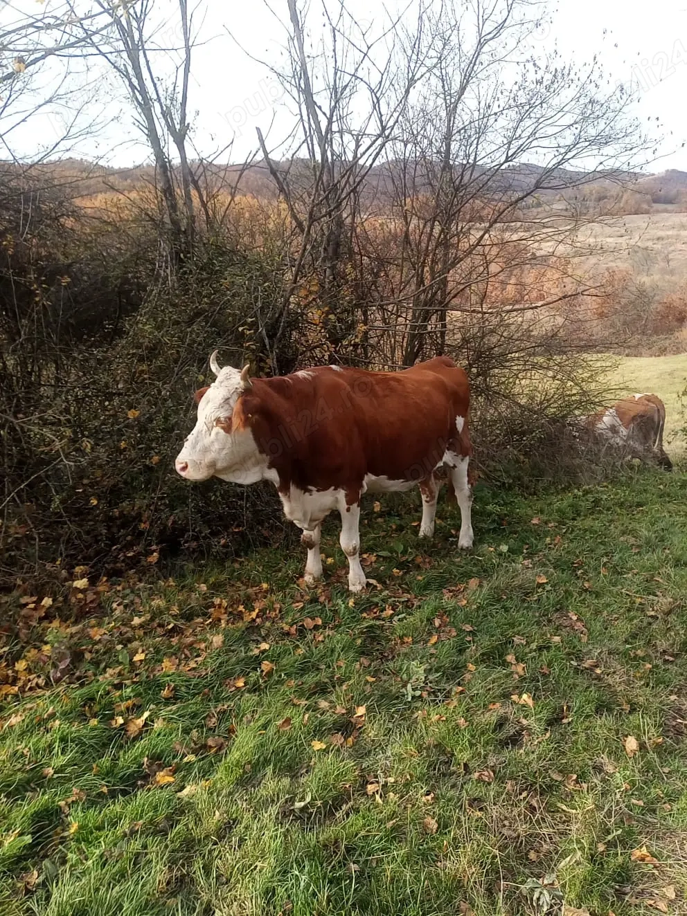 Vand vaca gestanta in luna 8, 6500 ron, comuna Sichevita