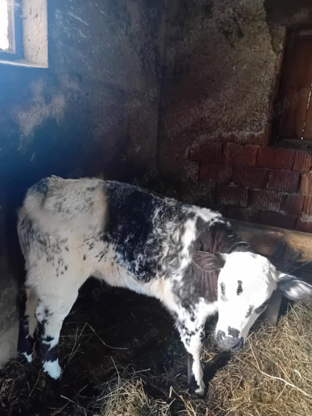 Vitea belgiana de vânzare 