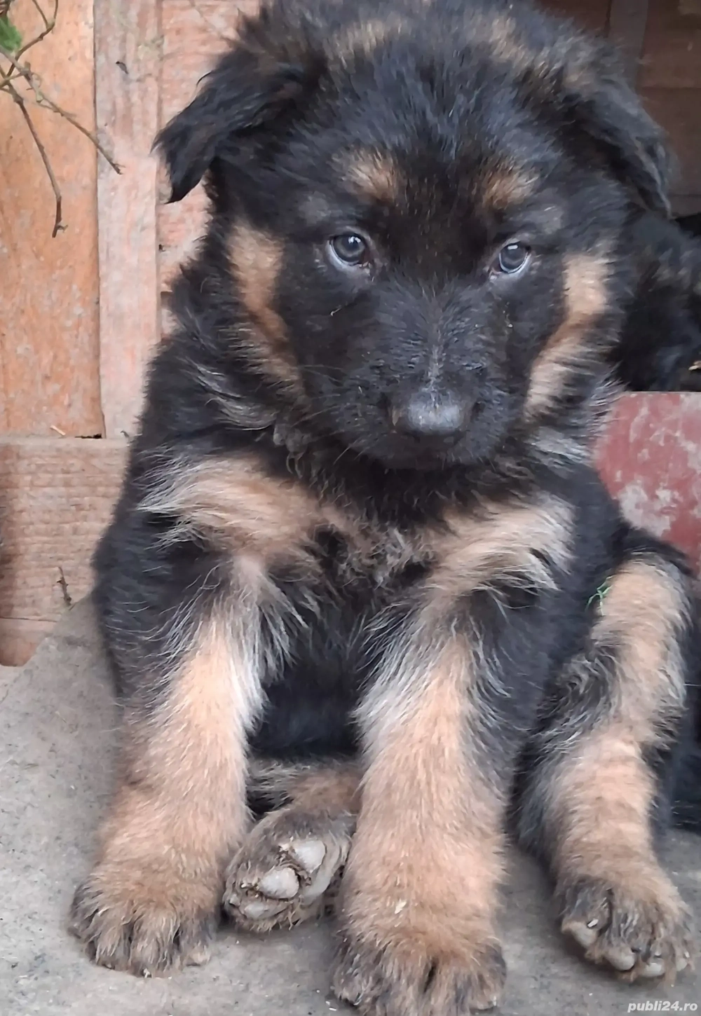 Pui,ciobanesc german