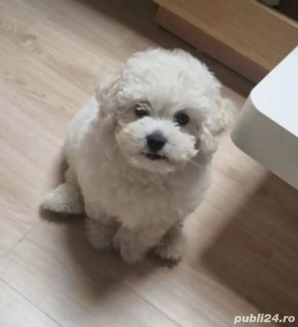 vand pui caniche,canis,pudel