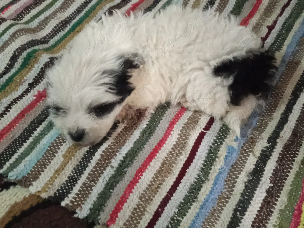 Cățeluș bidon de vanzare