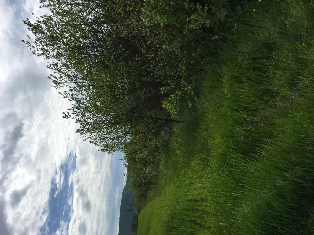 Livada de pruni 6000 mp -Hateg, HD