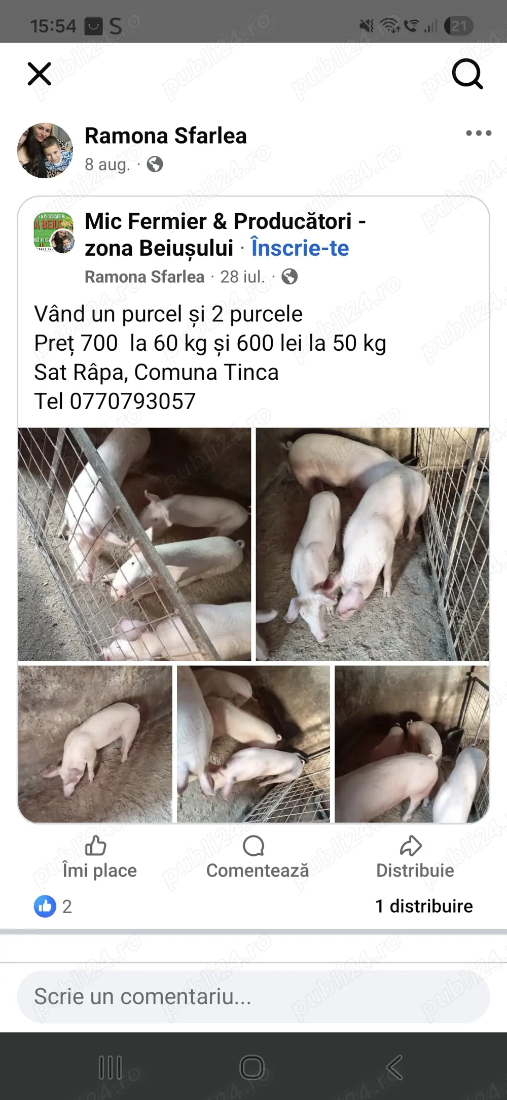 Purcei de carne crescuti natural.