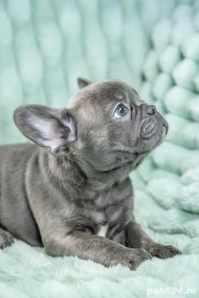 Bulldog Francez - blue cu ochii albastrii - posibilitate transport - buldog francez 