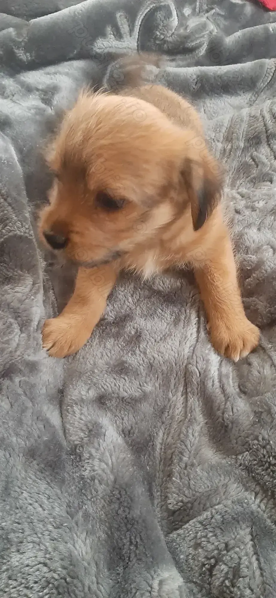 Metis(cu bichon havanez)