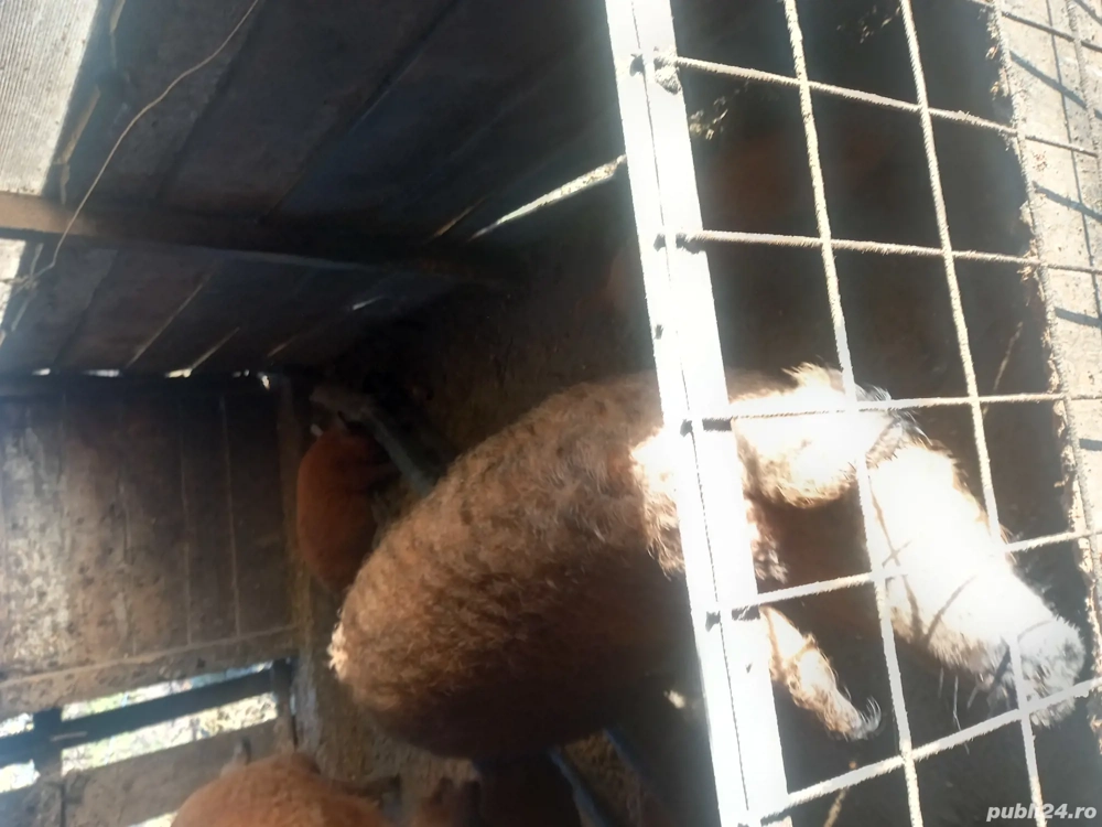 mangalita de sacrificat sau monta 