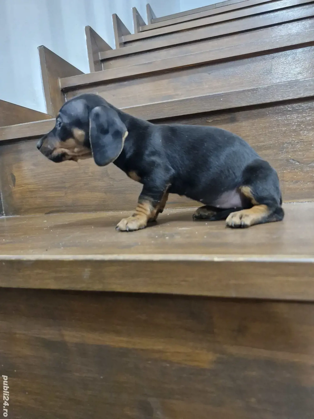 Puii teckel mini toy 