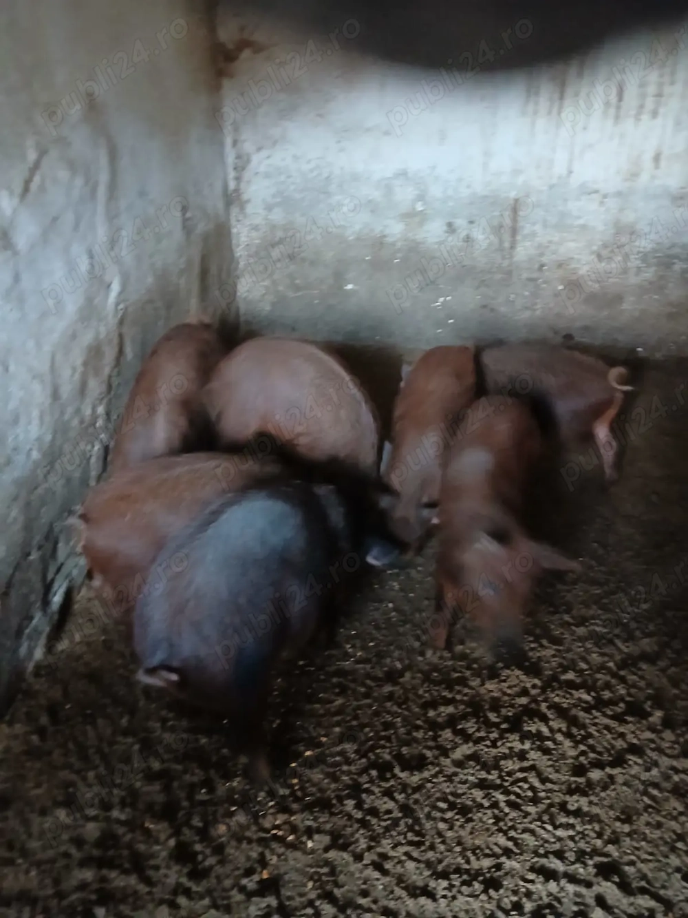 Vind purcei Mangalica