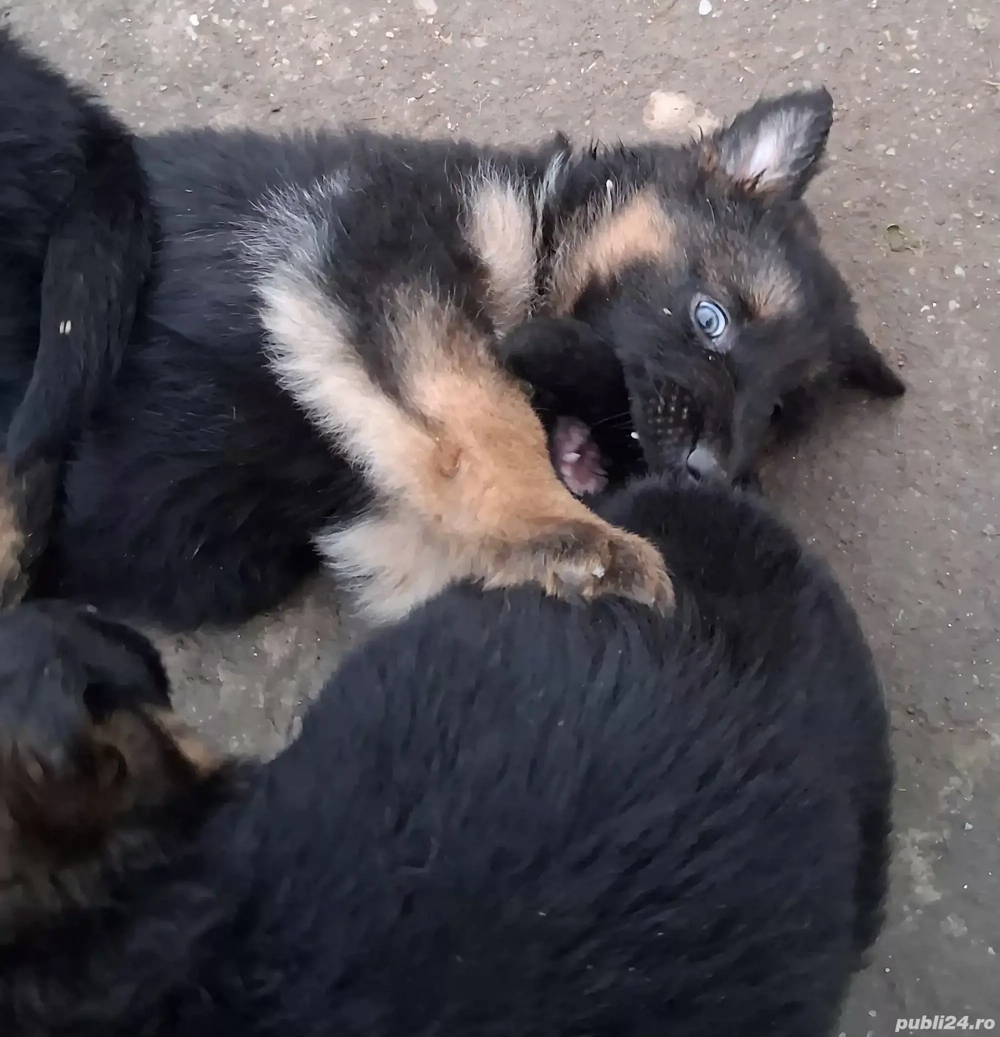 Pui,ciobanesc-german 