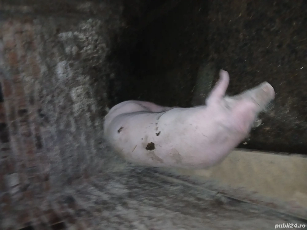 porci de vinzare între 120-130kg 