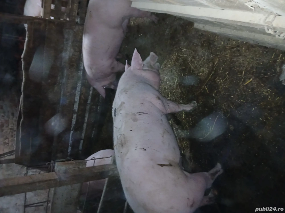 porci de vinzare 