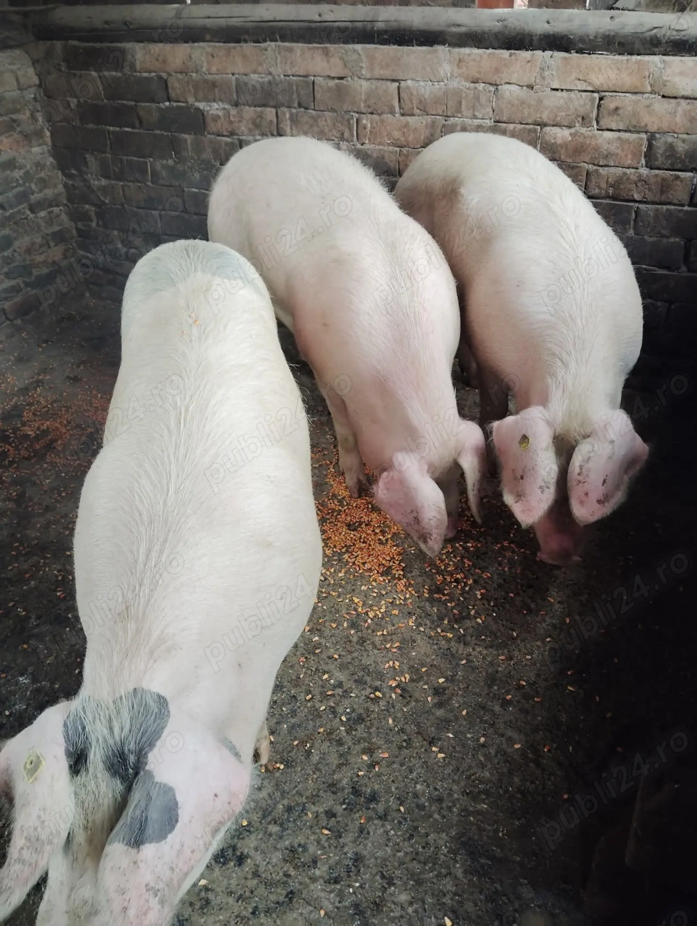 De vânzare ce se vede 16 lei kg detalii la telefon