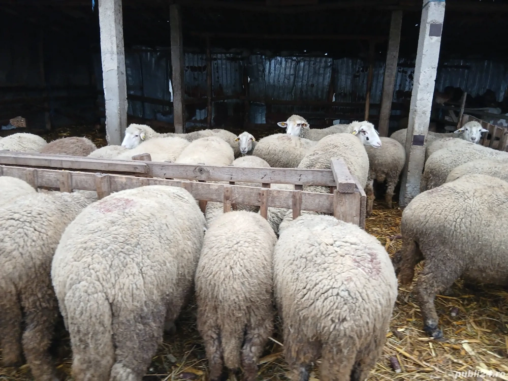 Oi de vânzare la prima fătare