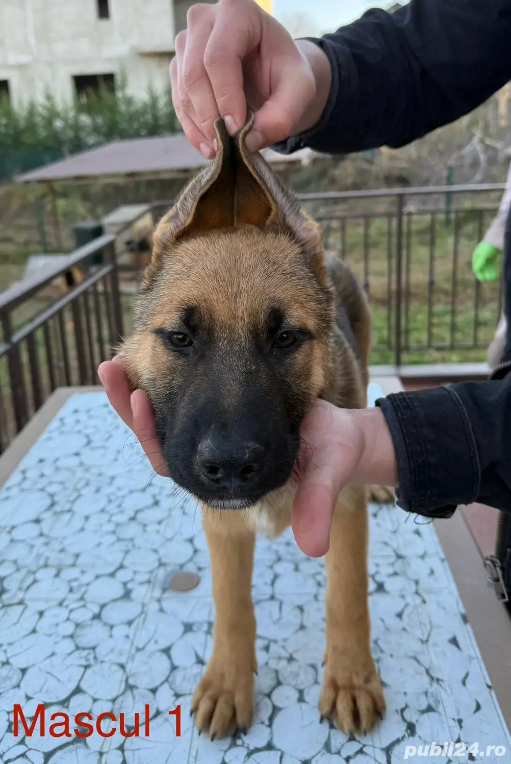 Vand pui de ciobanesc german cu Pedigree