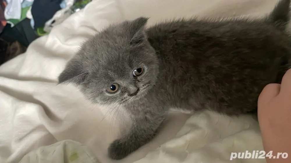 doi pui british disponibili 