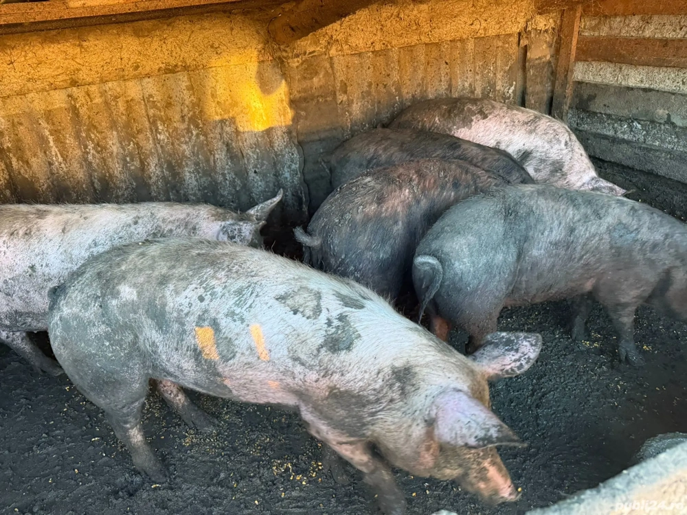 porci de vanzare 