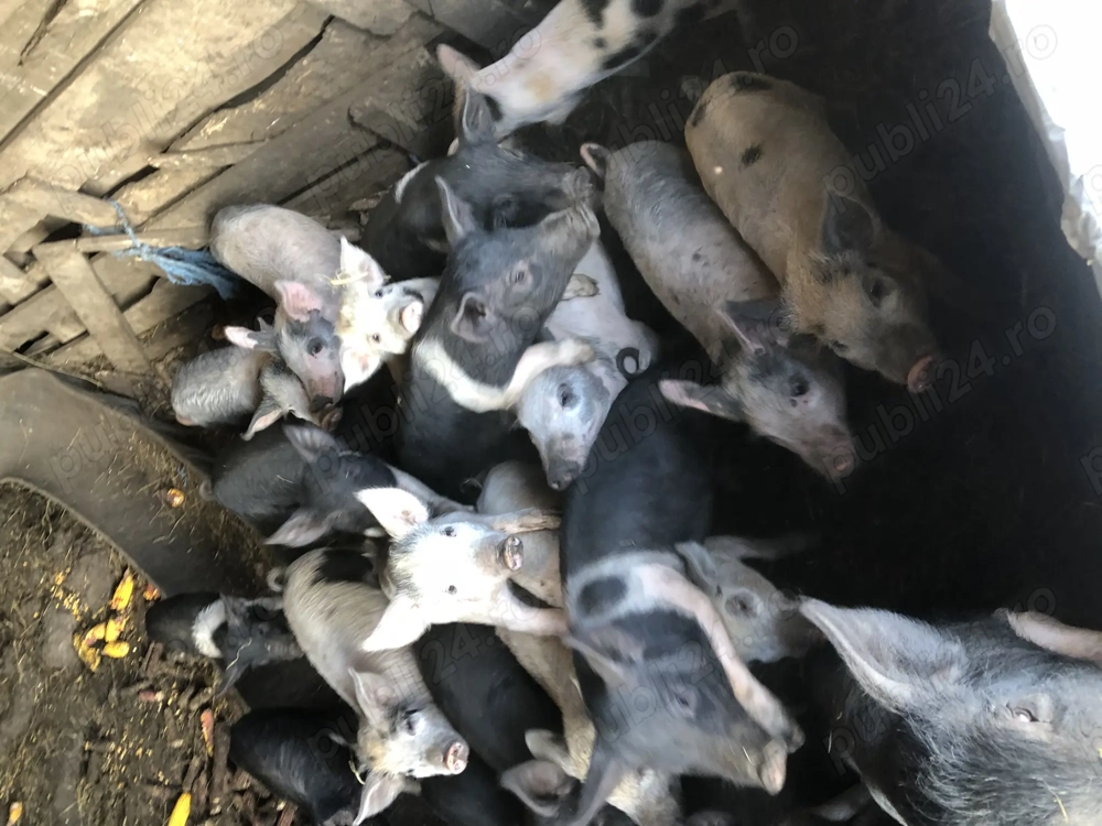 Vind pourcei de saminta