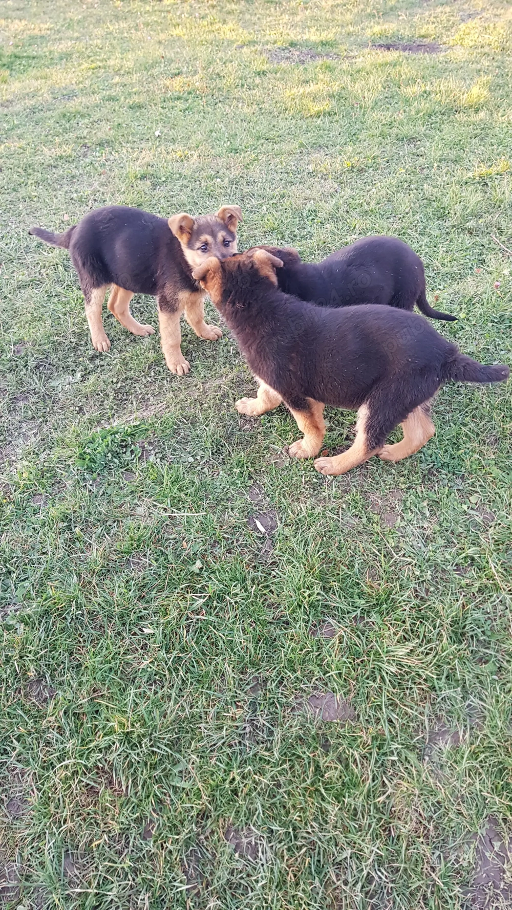 Vând 3 pui de Ciobănesc German   2 luni și 2 săptămâni