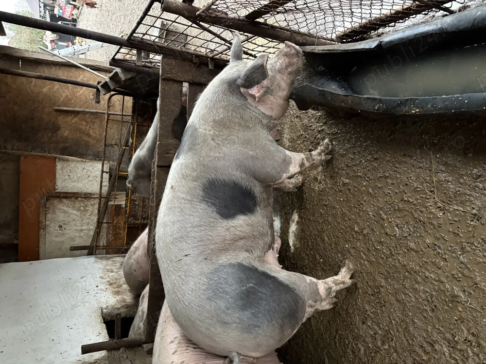 Vând porci pentru Crăciun 