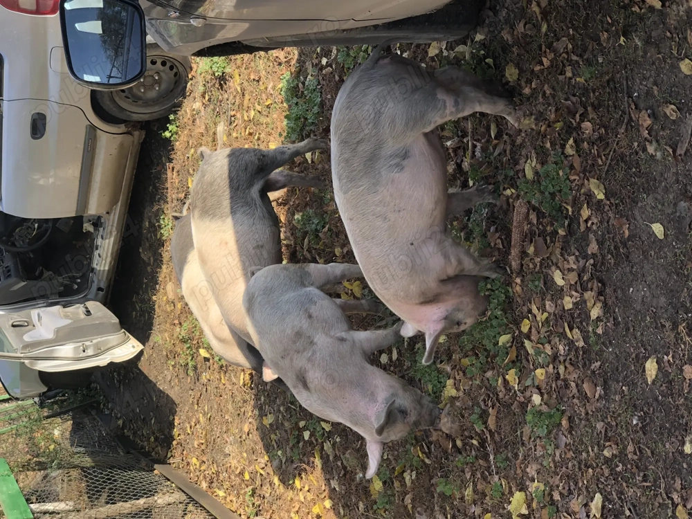 Vind șoldani  de saminta