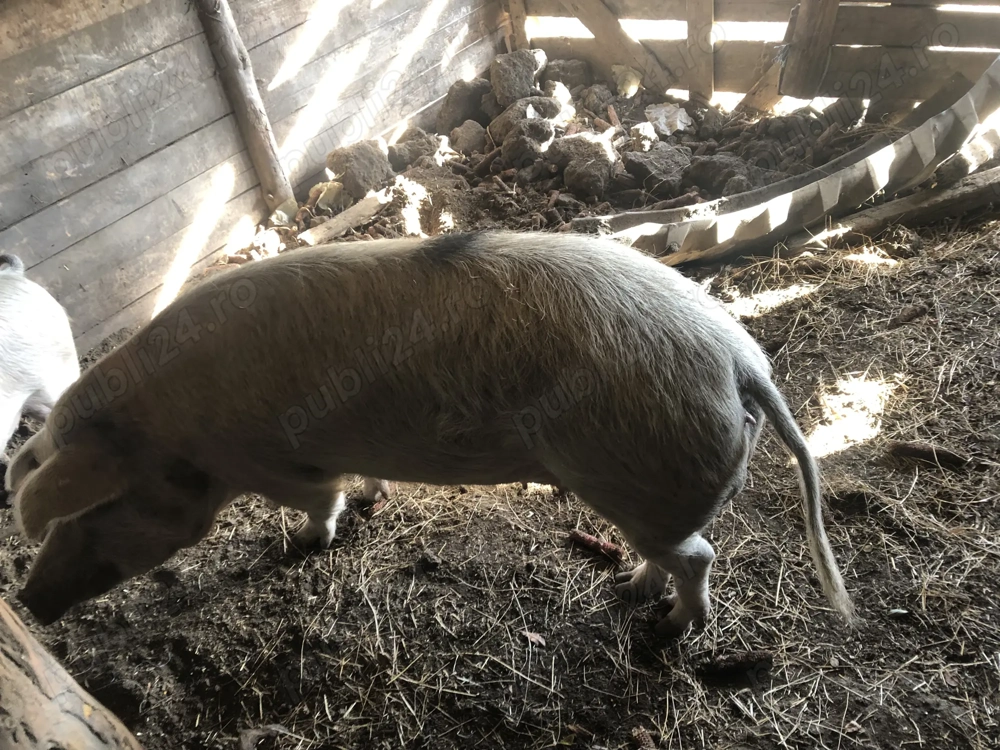 Vind porc de sacrificat 