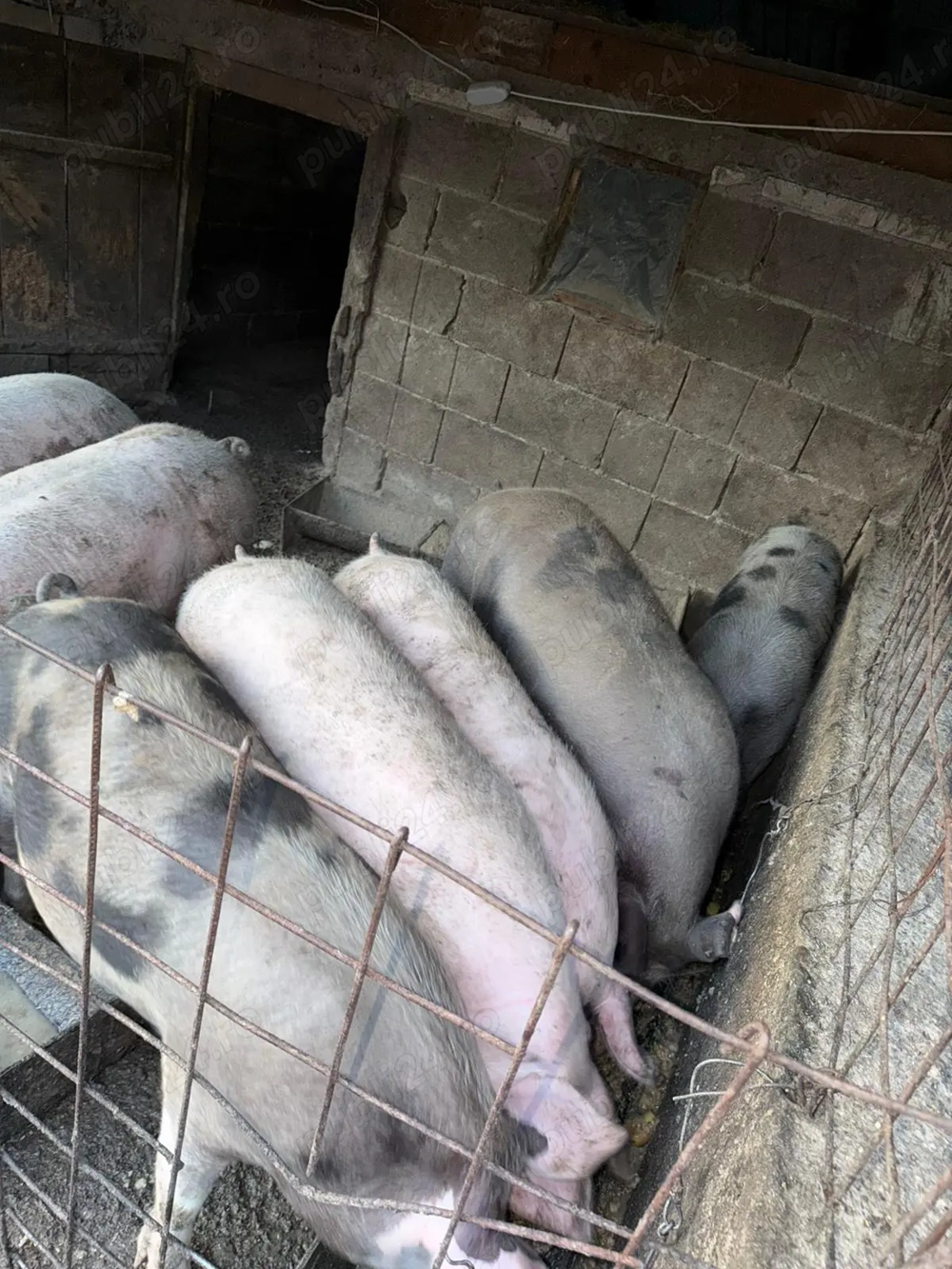 Vând porci de carne 