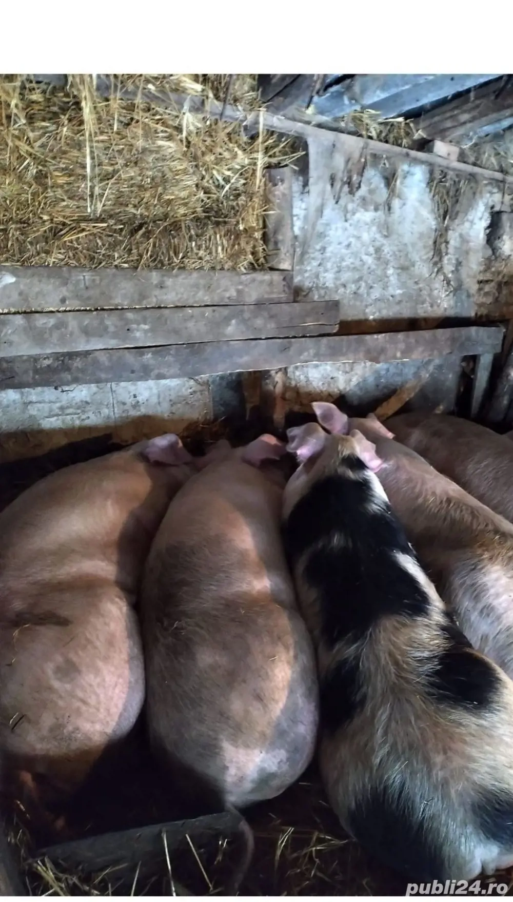 vand porci cu posibilitatea de sacrificare jn ograda noastra !