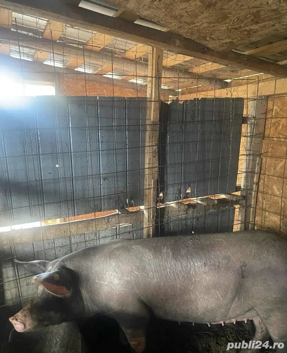 porci de vanzare 