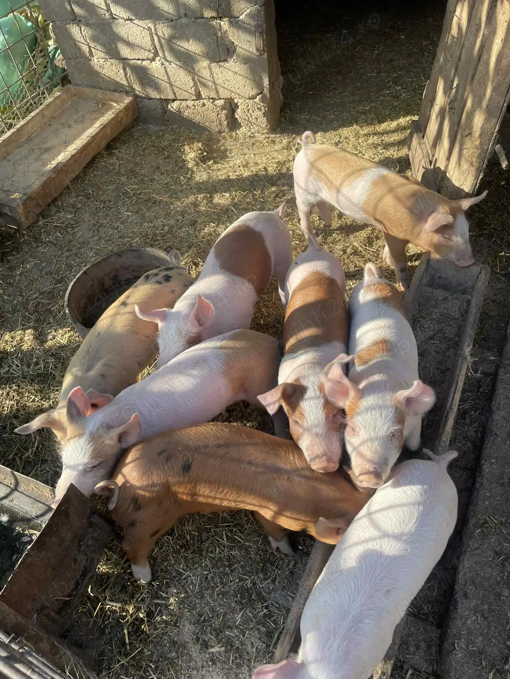 Se vinde că rasă Durok cu marele alb 