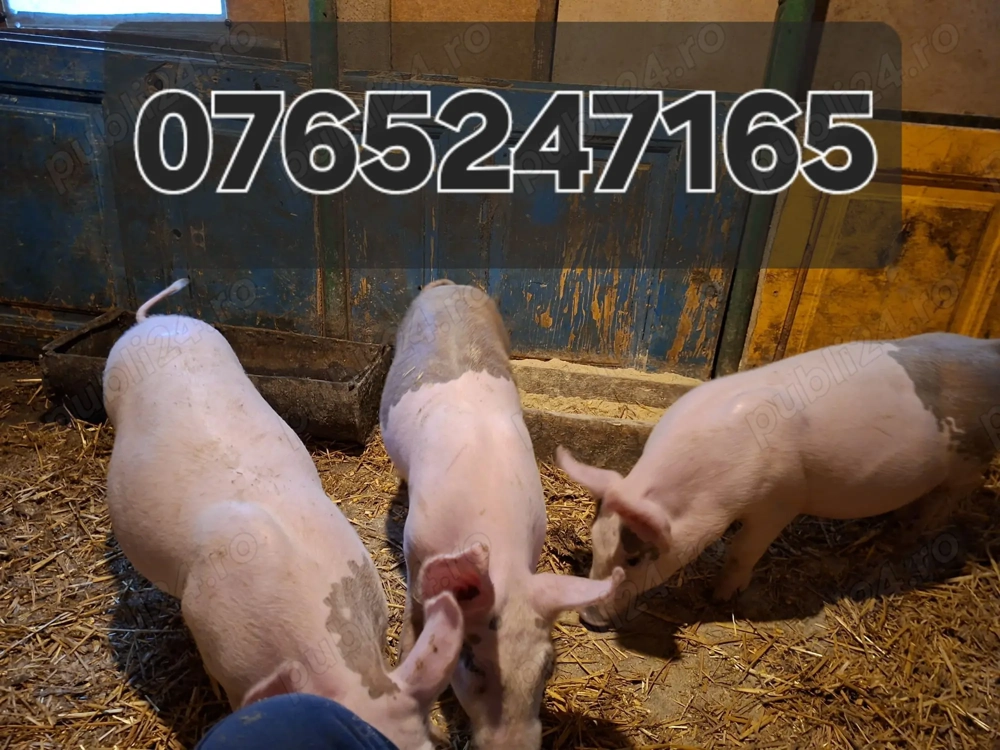 Purcele de Reproductie 