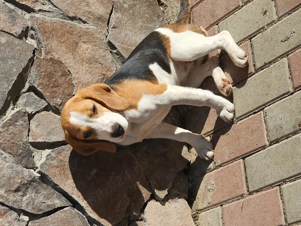 Cățeluși Beagle 