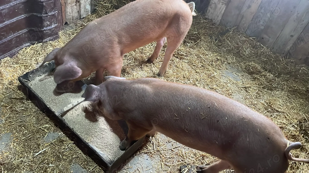 Purecele Duroc original 