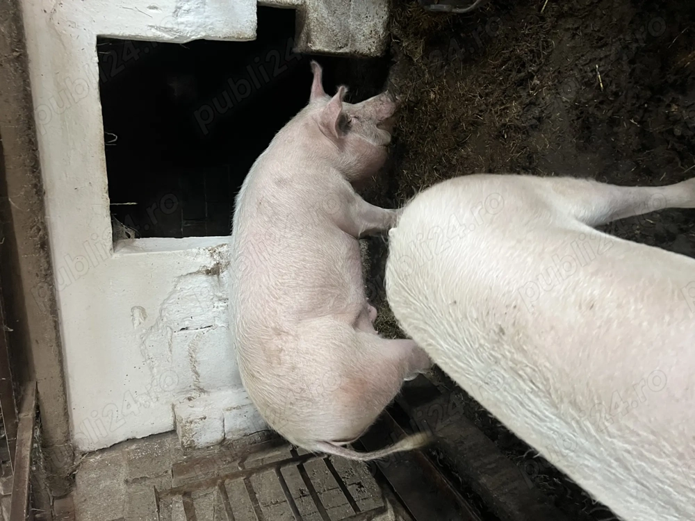 Porci grași de vânzare 