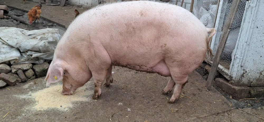 Scroafa f1 ( marele alb x landrace ) 
