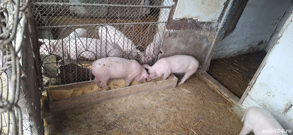 Purcei de rasa Marele alb