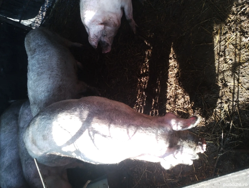 porci de tăiat și soldani 