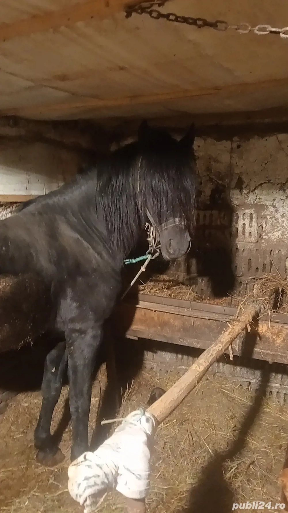 vand armasar de 6 ani 