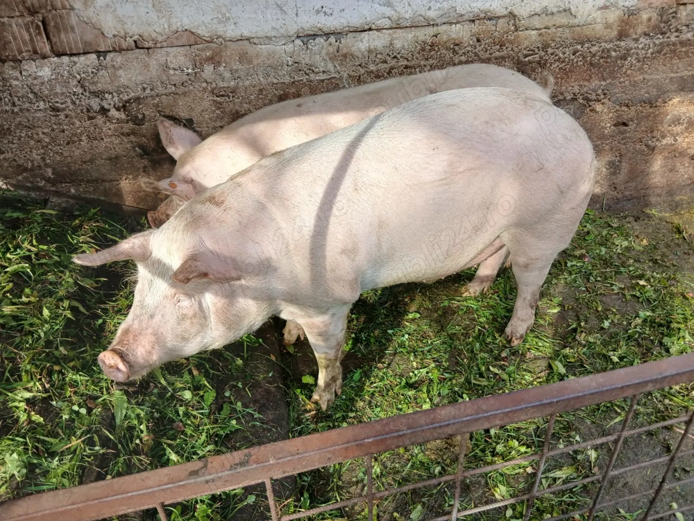 Porci de vanzare