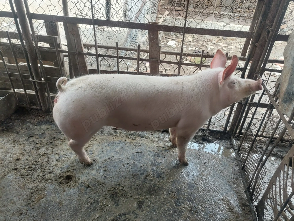 Vând scrofa pentru sacrificat sa de reproducere