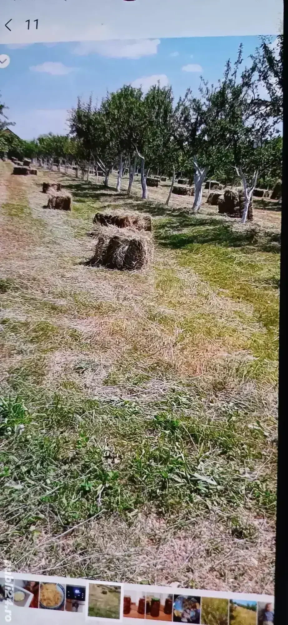 Vând 100 baloti ,fân