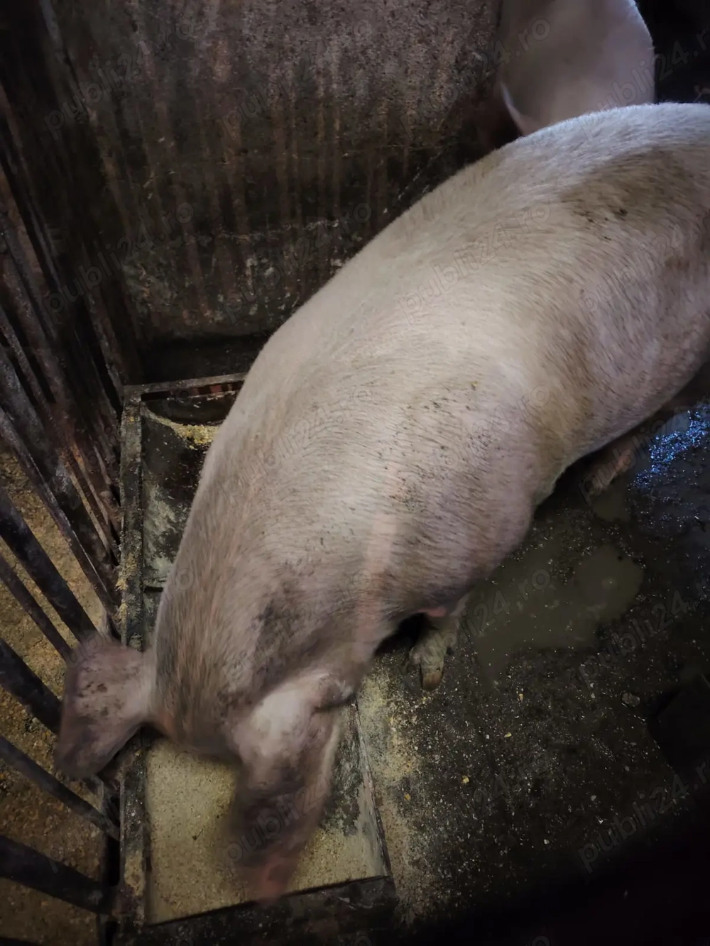 Porc 15-160kg de vanzare