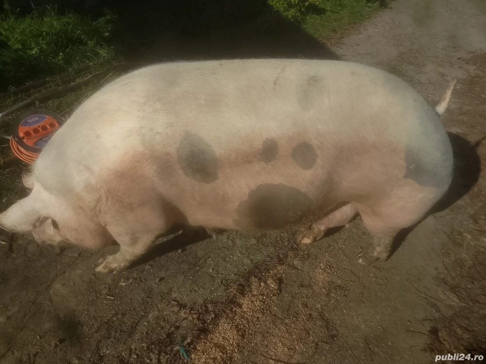 Disponibilă ptr sacrificat