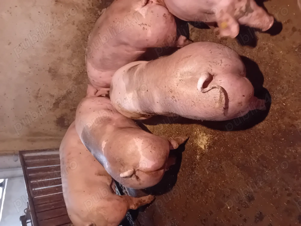 Porci de vanzare.......