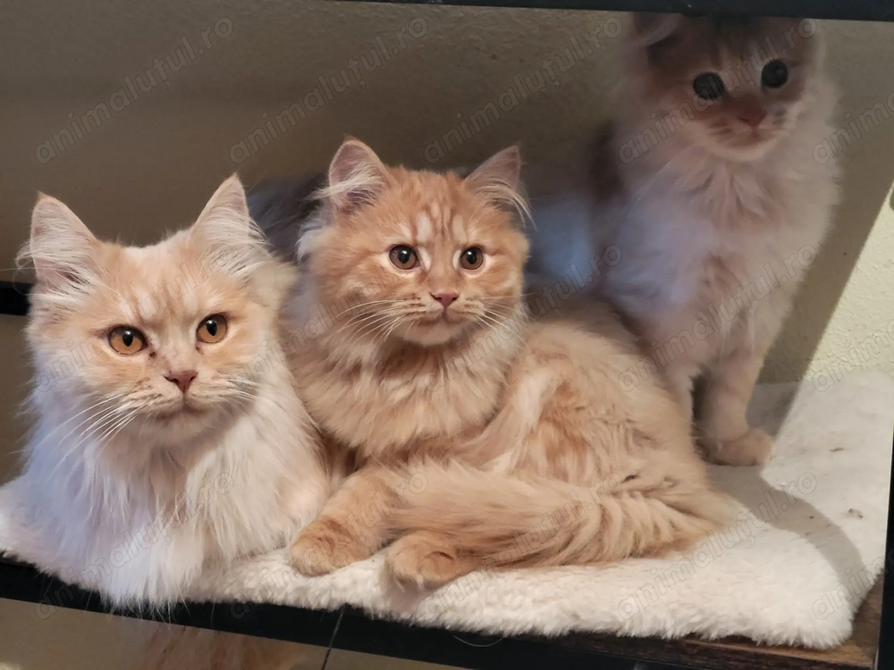 Vând pisicuțe pufoase frumoase