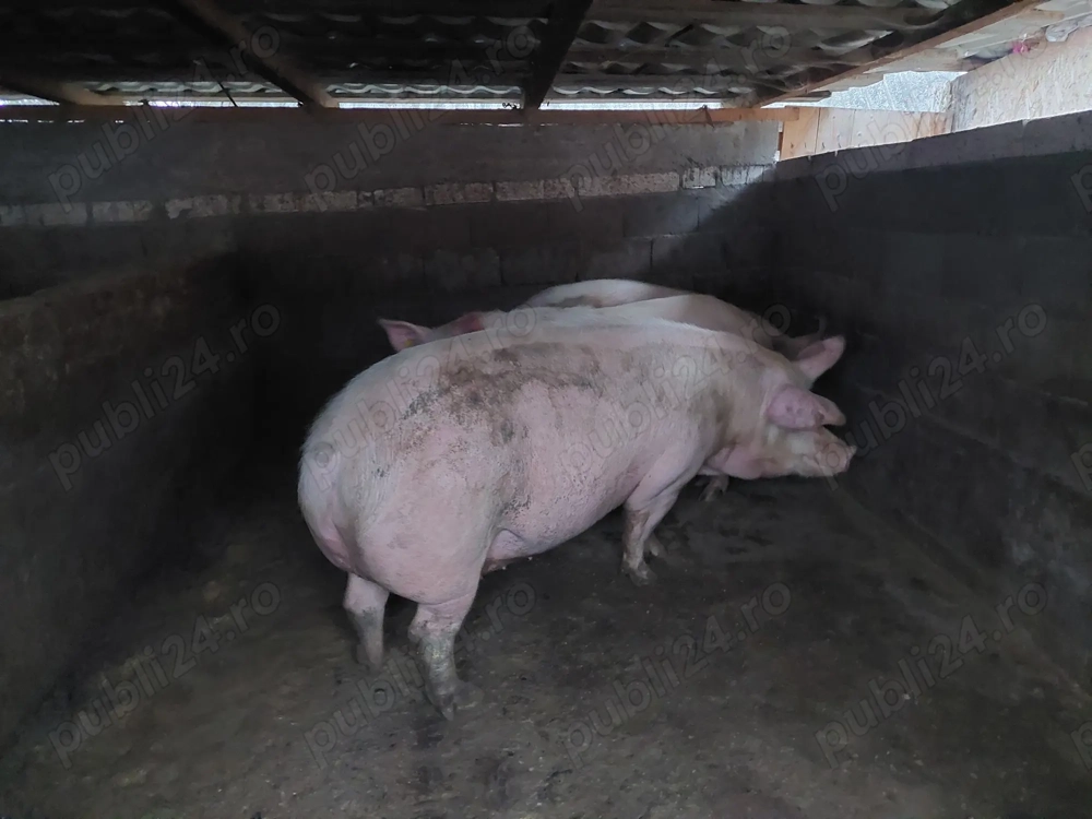 Vand  porci pentru craciun